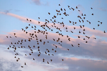 Large flock of Starlings flying on the sky. European Starling (Sturnus vulgaris), end of May, Lithuania.