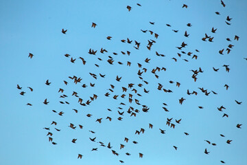 Large flock of Starlings flying on the sky. European Starling (Sturnus vulgaris), end of May, Lithuania.
