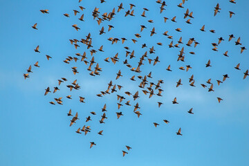 Large flock of Starlings flying on the sky. European Starling (Sturnus vulgaris), end of May, Lithuania.