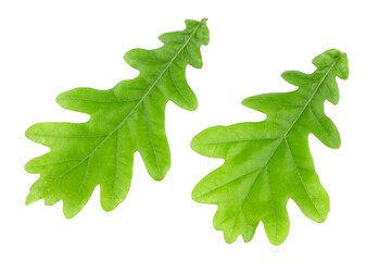 Fototapeta premium Oak leaves isolated on white background.