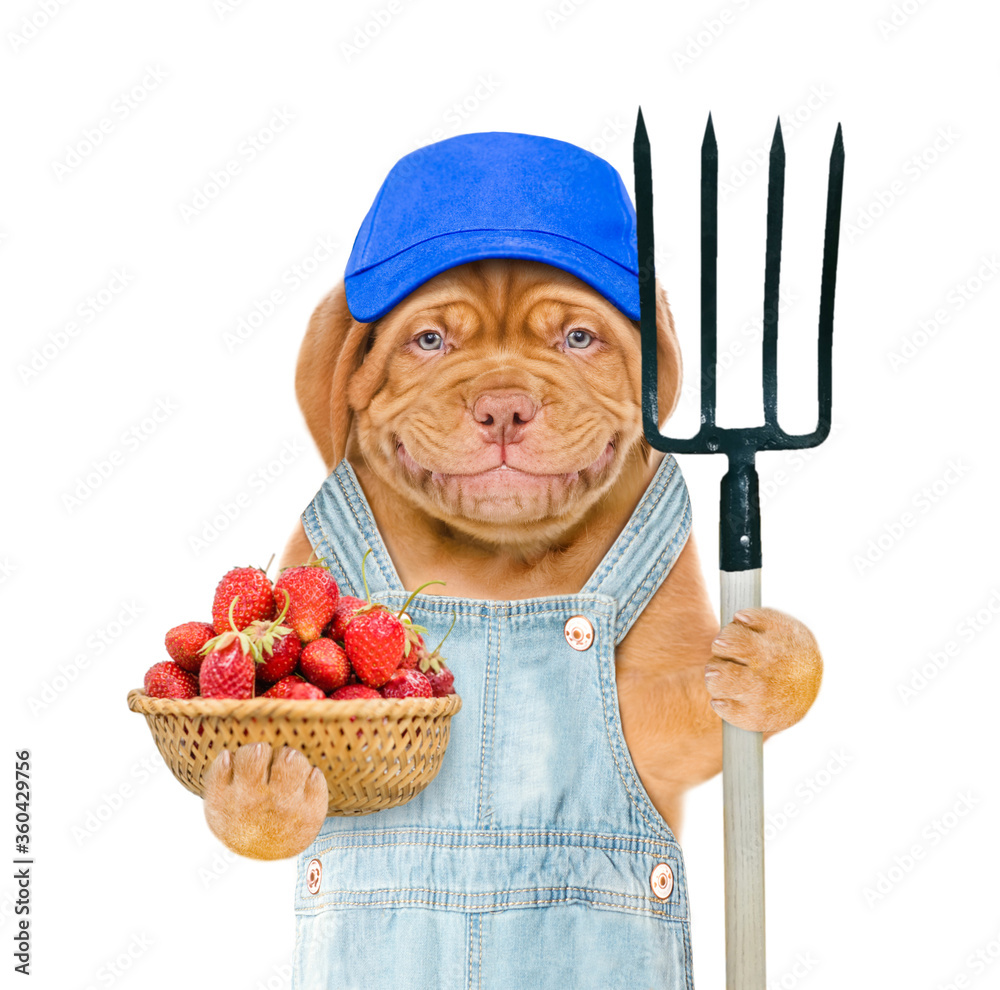 Poster smiling puppy farmer wearing overalls and blue cap holds basket of strawberries and pitchfork. isola