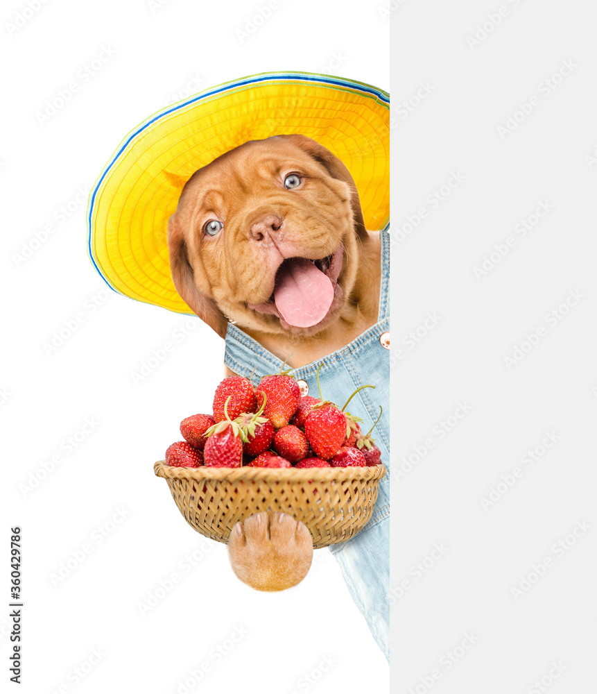 Poster happy puppy farmer wearing overalls and summer hat holds basket of strawberries and looks from behin