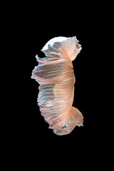 Close up art movement of Betta fish or Siamese fighting fish isolated on black background