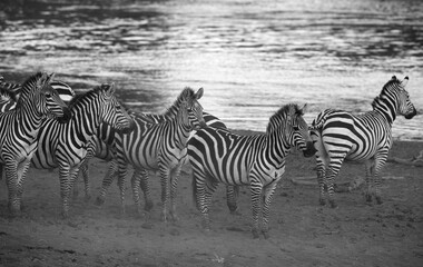 Fototapeta na wymiar Zebrs waiting along the Mara River