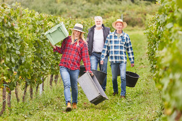 Woman as harvest worker with other seasonal workers