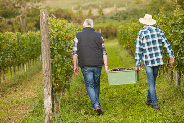Two harvest workers carry a box of grapes