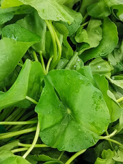 This is an image of indian pennywort.