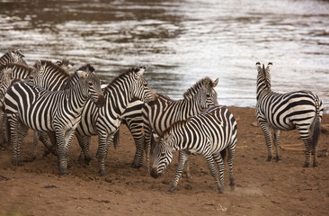 Fototapeta na wymiar Zebra along the Mara River