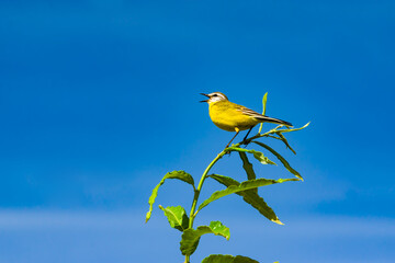 Beringian yellow Wagtail (Motacilla tschutschensis plexa). A bird sits on a willow branch against a blue sky