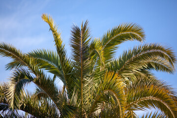 Obraz premium palm tree against blue sky