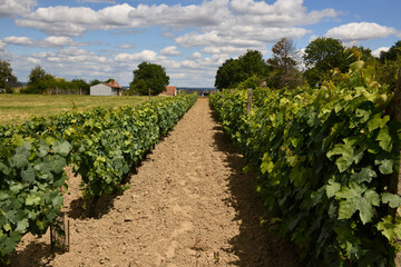 Fototapeta na wymiar Vignoble de la Nièvre en Bourgogne