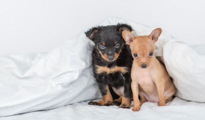 Toy terrier puppies sit under a warm blanket on a bed at home. Empty space for text