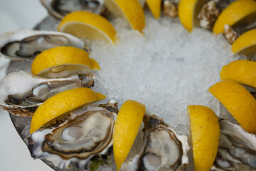 detailed macro close up top view food shot of delicious fresh shucked open oysters lying between lemon slices on a round cold ice tray