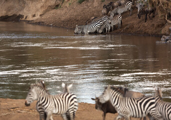 Fototapeta na wymiar Wildebeests and zebras at the Mara river