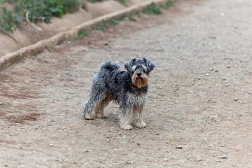 dog on the beach