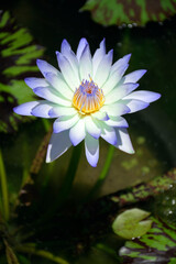 Water lily flower on natural habitat background.