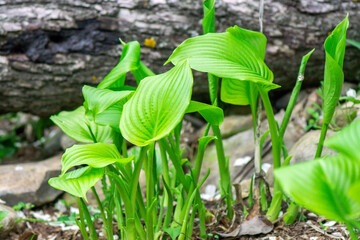 Host plant in the garden, selective focus. Ornamental plant