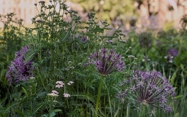 Blooming purple allium flowers (allium cristophil)  and yarrow on evening day in the garden. Concept of gardening, the cultivation of bulbous plants