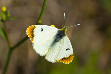  Mariposa blanca con puntas anaranjadas (Anthocharis euphenoides),  con las alas abiertas con fondo difuminado.