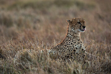 Cheetah in the Savannah during evening hours, Masai Mara