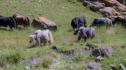 Mongolian yaks are consuming grass in a valley in Altai mountain range, Tugrug sum, Govi-Altai...