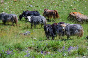 Mongolian yaks are starring at the camera while consuming grass in a valley of Altai mountain range, Tugrug sum, Govi-Altai province, Mongolia. 