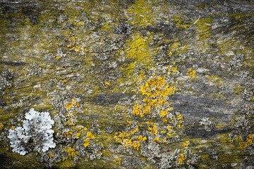 Wooden Wall Board Background covered with green moss and yellow lichen. Nice Spotlight vignetting.