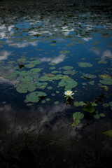 A vertical image of a lone water lily flower blossoms in a pond located in upstate New York on a partly cloudy day.