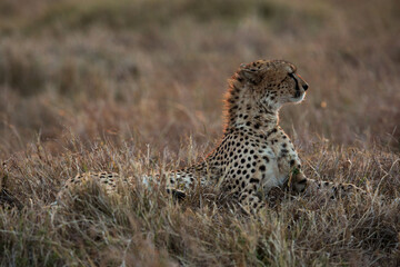 Cheetah in the evening light at Masai Mara grassland