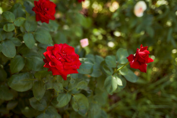 Red rose in greenery on the country estate