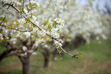 Pear trees blossom in spring