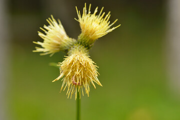 Kleb-Kratzdistel (Cirsium erisithales)	
