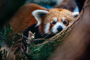 close up of a red panda