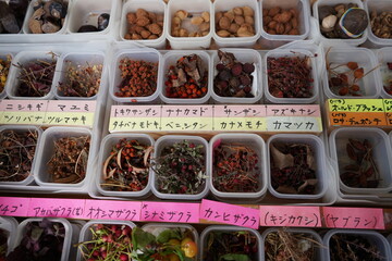 木の実　どんぐり　森　標本　展示　学習