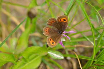Rundaugen-Mohrenfalter (Erebia medusa)	
