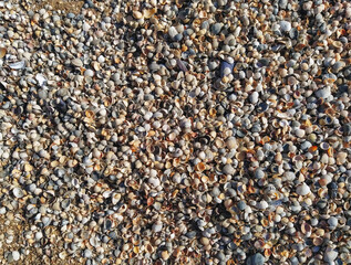 The texture of small, different sized multi-colored sea shells mixed with gray sand. Photograph, top view.