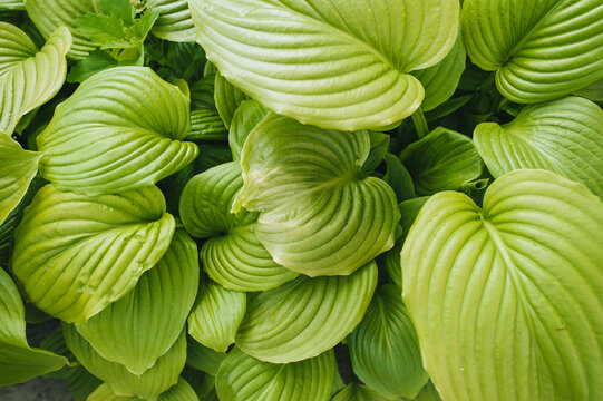 Blooming green hosta close-up. Photography, concept, top view.
