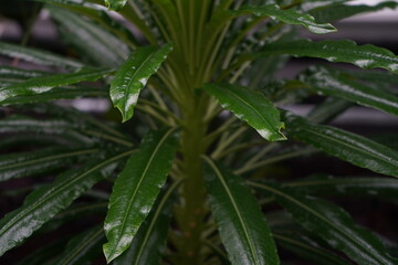 温室の植物　葉　園芸　植物