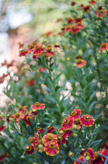 Obraz premium red and yellow flowers