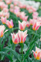 pink and white tulips