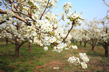 Pear trees blossom in spring