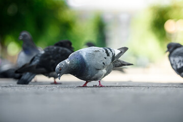 Dove sitting on handrail in city park.