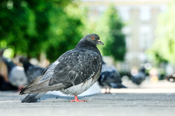 Dove sitting on handrail in city park.