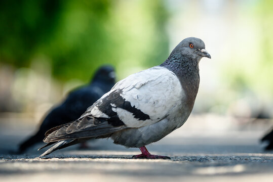 Bluish-grey city pigeon (columba livia domestica) sitting on the cobblestones sidewalk