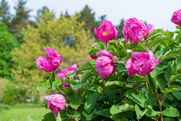 Fototapeta premium Paeonia daurica in the garden