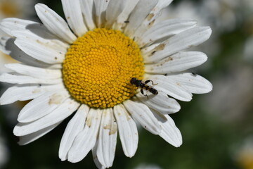 Obraz premium Insect on camomile 