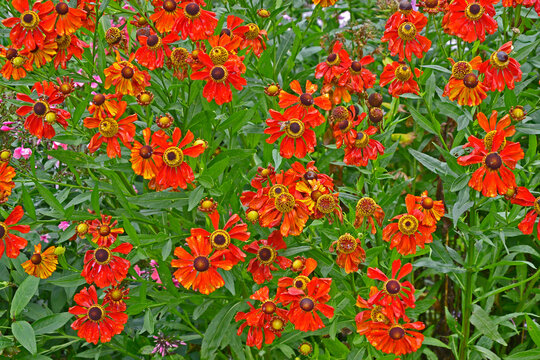 Close up of a garden flower border with colourful Helenium 'Moerheim Beauty' and Rudbeckia fulgida 'Goldsturn'
