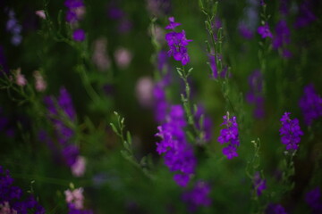 Fototapeta na wymiar Dark violet flowers grows in the garden, art soft focus