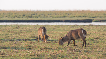 Water antelopes in Chobe National Park, Botswana