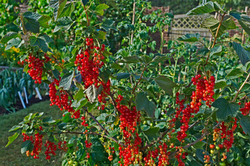  Red Currants 'Rovada' close up in a Fruit garden